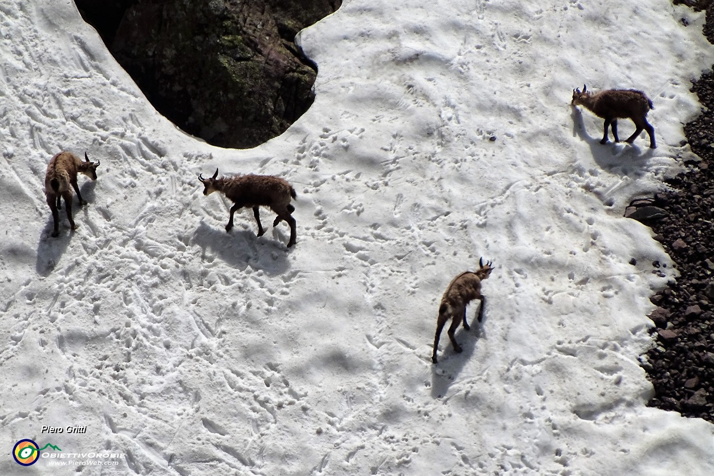 65  Camosci si rinfrescano e giocano sulla neve (maxi zoom).JPG